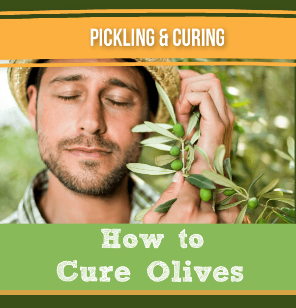 Curing Olives