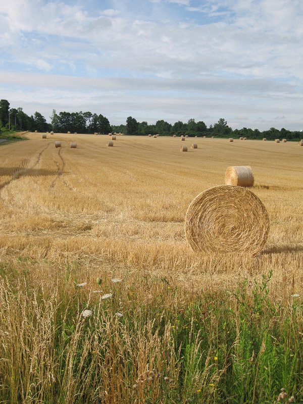 Wheat fields