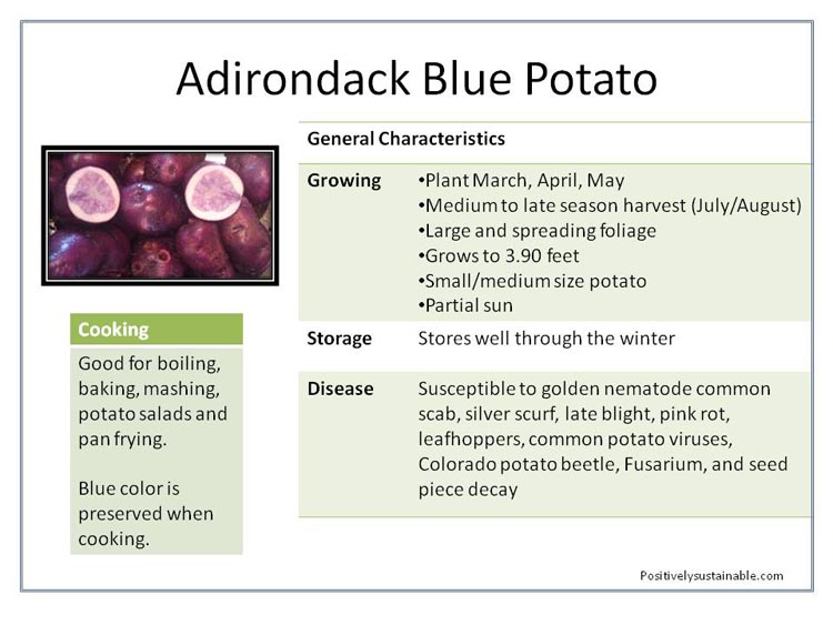 Adirondack Blue purple potatoes