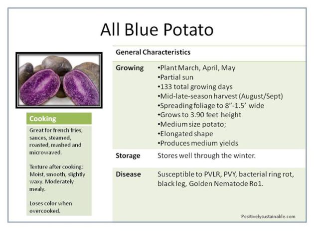 Growing Purple Potatoes Purple Potato Varieties 6023