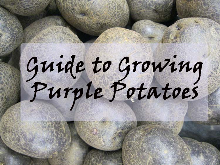 Growing purple potatoes