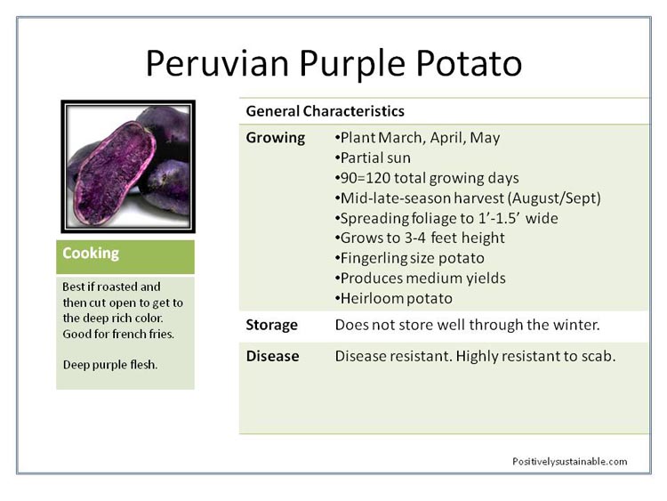 Peruvian Purple Potato