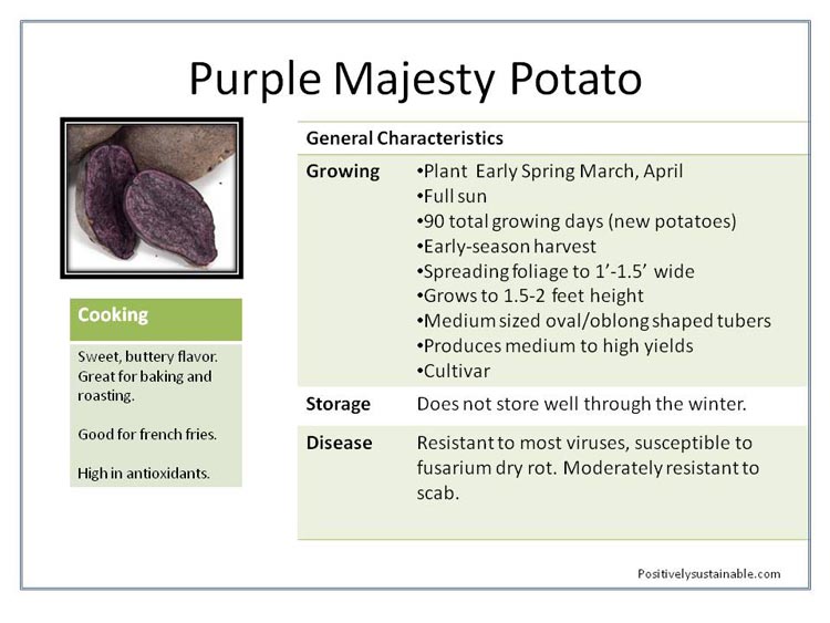 Purple Majepsty purple potatoes