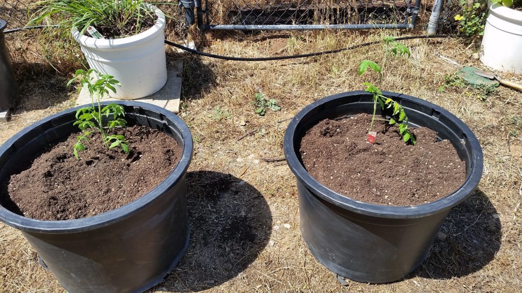 Tomato varieities for containers