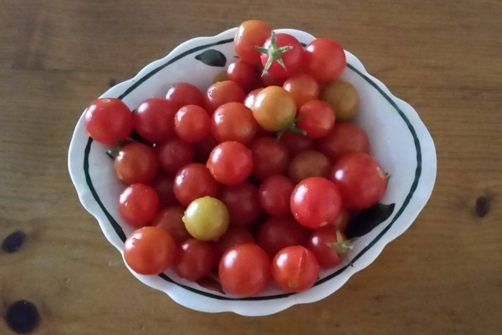 Cherry tomato variety