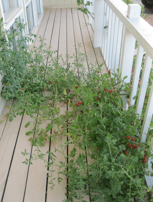 Heirloom tomatoes