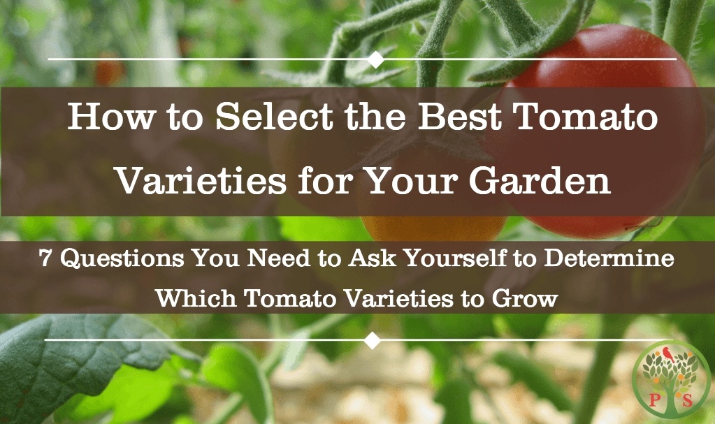 Growing tomato varieties