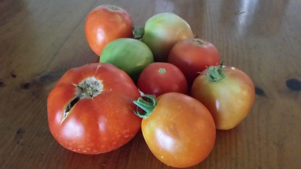 Tomato varieties to choose from