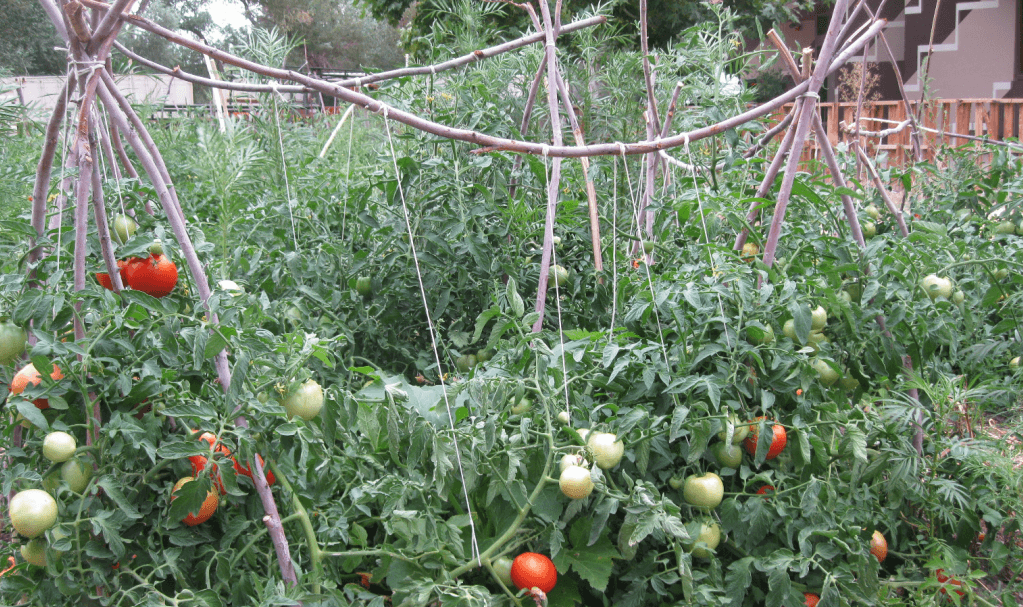 Heirloom tomatoes