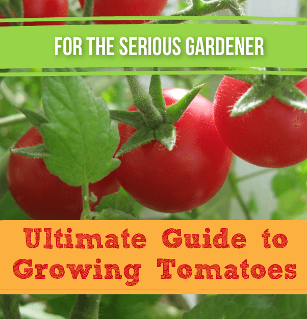 Tomato Growing Guide
