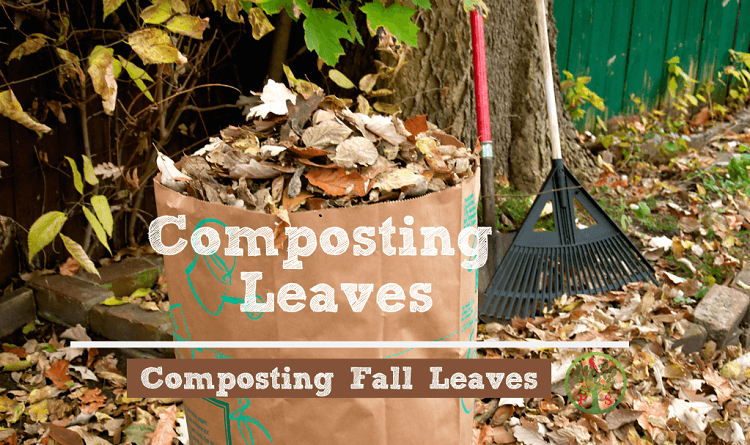 composting leaves