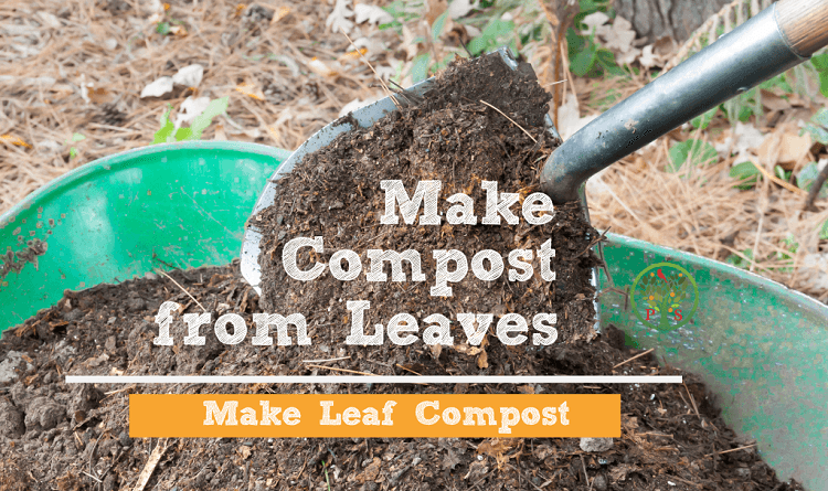 leaves in compost