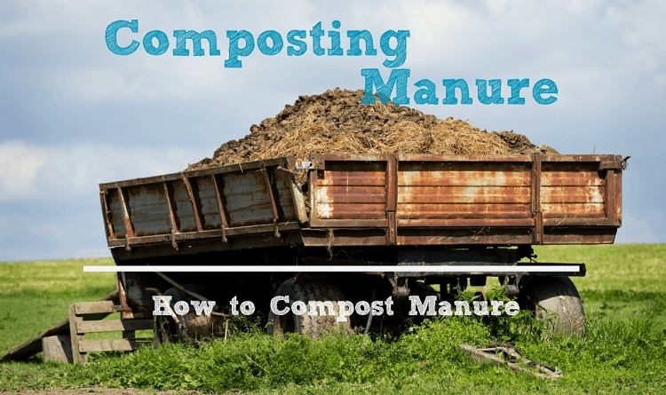 how to compost manure