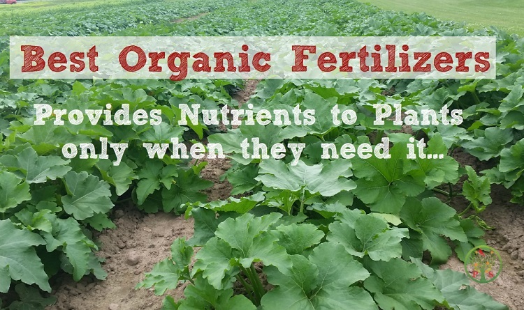 Organic fertilizer