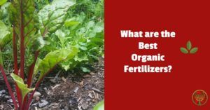 best organic fertilizers