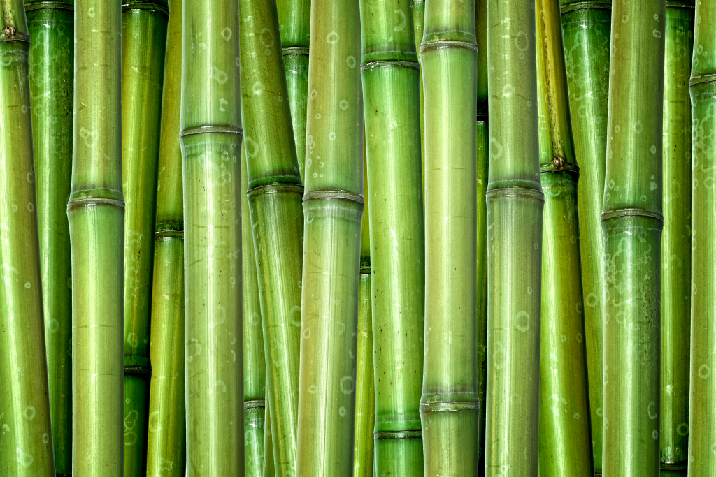 Sustainable Materials Positively Sustainable   Bamboo 