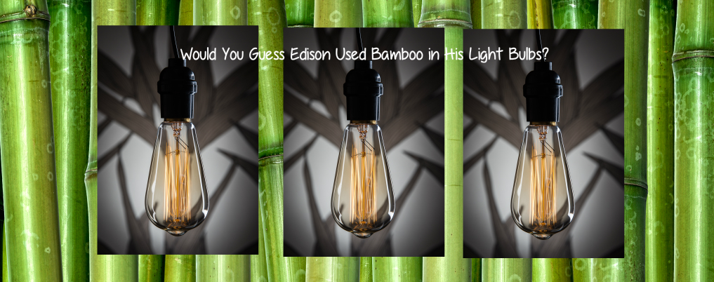 Facts About Bamboo