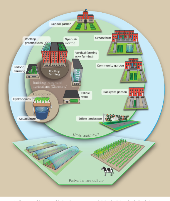 Rise of Urban Agriculture