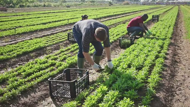 Defining Urban Agriculture