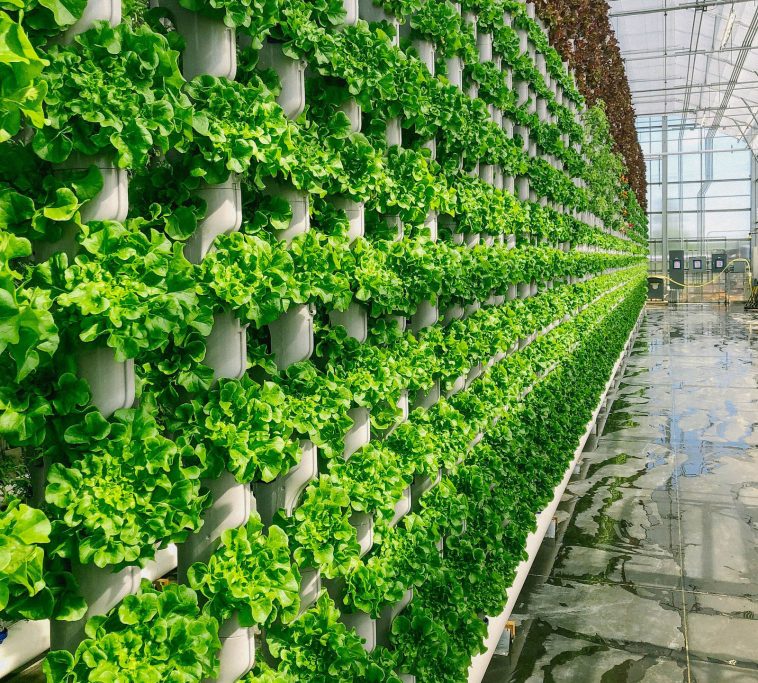 Urban Agriculture: A Green Revolution