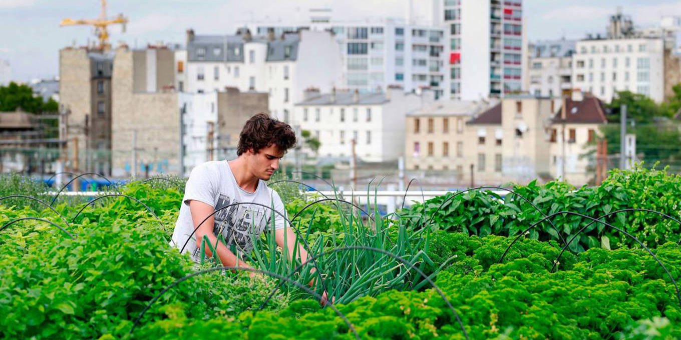 Growing Cities: The Incredible Benefits of Urban Agriculture and Local ...