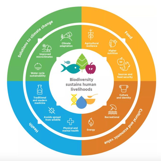 Biodiversity in Sustainable Urban Design