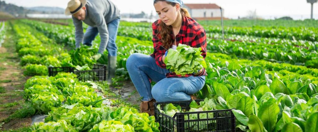 Urban Agriculture Fuels Economic